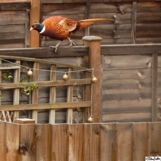 Pheasant on a Fence - Around Here…November 2015 at www.elistonbutton.com - Eliston Button - That Crafty Kid
