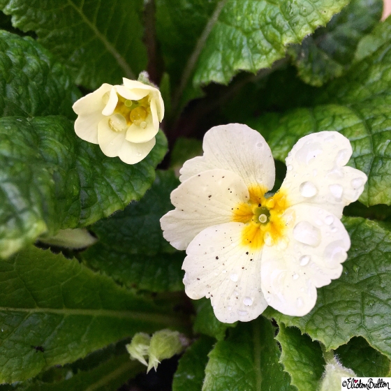 Day 03 - Water - Water Droplets on a Primrose Flower - Photo-a-Day - January 2016 at www.elistonbutton.com - Eliston Button - That Crafty Kid – Art, Design, Craft and Adventure.